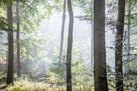 forest - sun shining through the trees