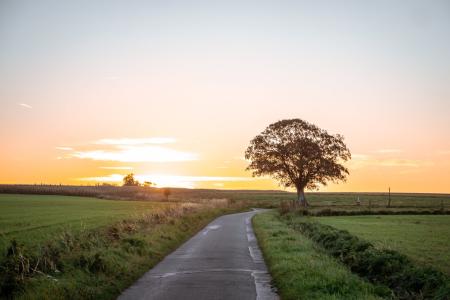 tree sun shining - countryside