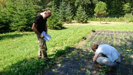 Collected seed acorns germinate on a trial field in Vienna, regularly monitored for vitality by the researchers. © C. Neophytou