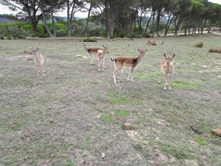 Small herd of deer on grassland with trees behind