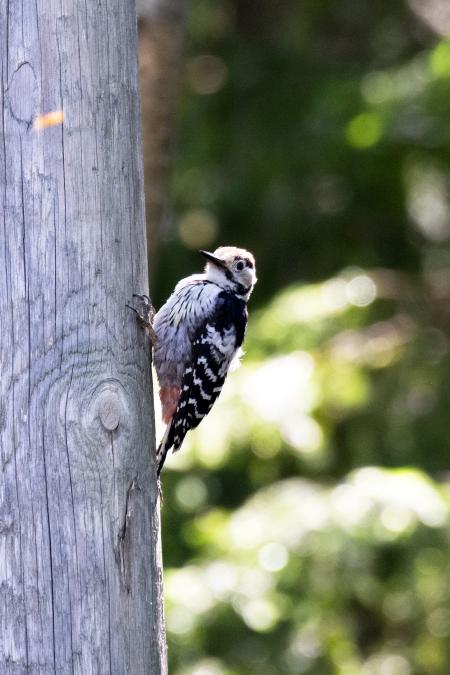 Juvenile of White backed woodpecker