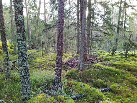trees surrounded by green moss