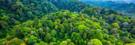 Aerial view over diverse rainforest canopy