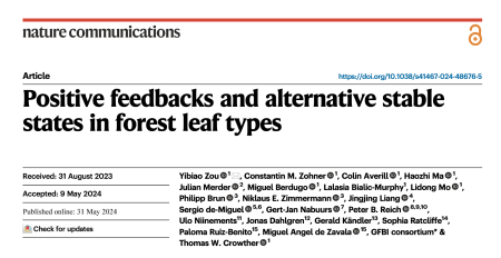 Positive feedbacks and alternative stable states in forest leaf types