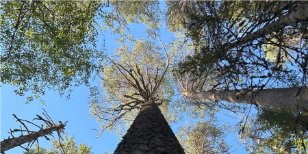 Looking up to the sky through a tree canopy