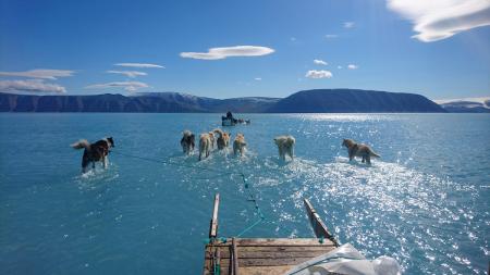 Dogs pull a sledge on water-covered ice near Qaanaaq, Greenland, June 13, 2019 in this still image obtained from social media, June 19, 2019. (Steffen Olsen / Danish Meteorological Institute via Reuters)