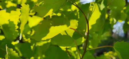 leaves