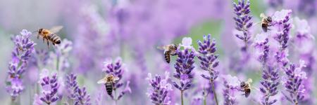 Pollination - bees on purple flowers