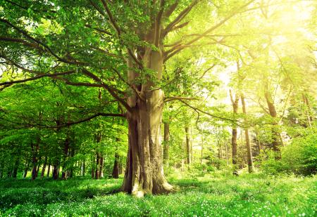 Mature trees with sunshining through the forest
