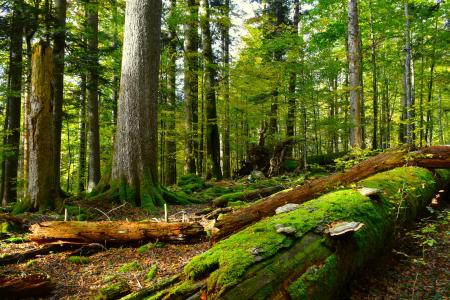 Fallen tree trunk covered in moss with forest in the background