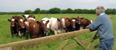 man standing at gate looking at brown and white cows in green field