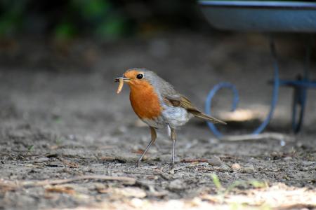 robin