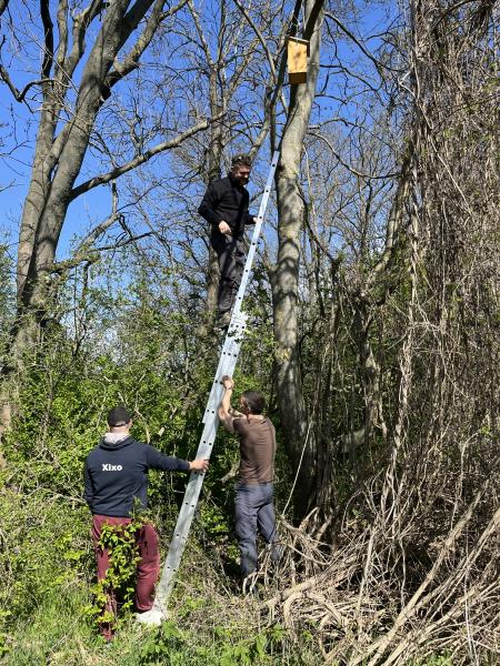 ladder against the tree
