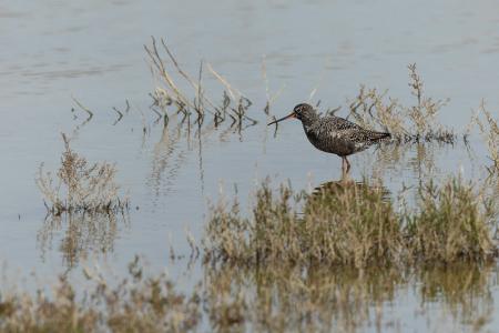 Gregoire Dubois - Spotted Redshank (Tringa erythropus). Emilia Romagna, Italy