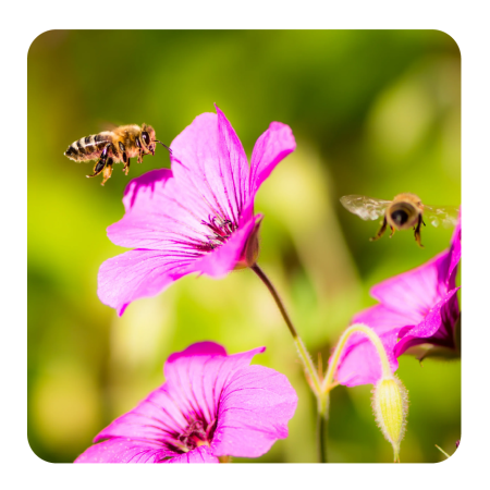 bee flying towards pink flower