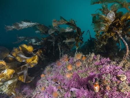 Underwater view of a rock face covered in anemones and cold water kelp up above.