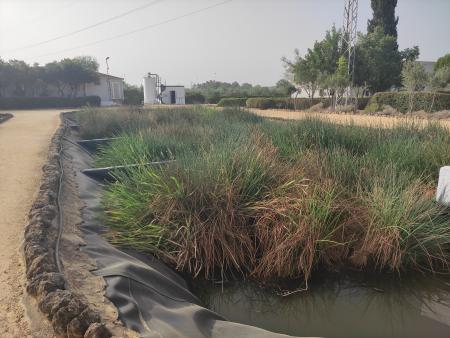 Constructed Wetland in Carrión de los Céspedes (Spain)