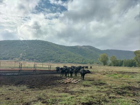 Livestock grazing in Chimaditida Lake (Greece)