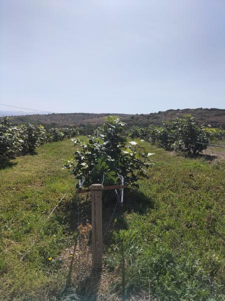 Conservation Agriculture in Bozcaada (Türkiye)