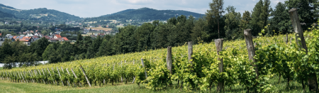 trees in rural community banner