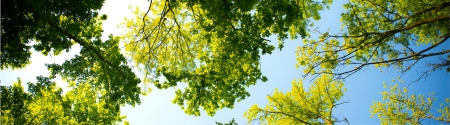 sky view of trees with green leaves against blue sky