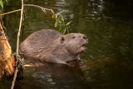 A beaver standing in shallow water.