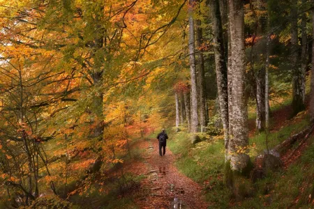 A person walking through a forest in Iberia, the trees are mainly pine trees.