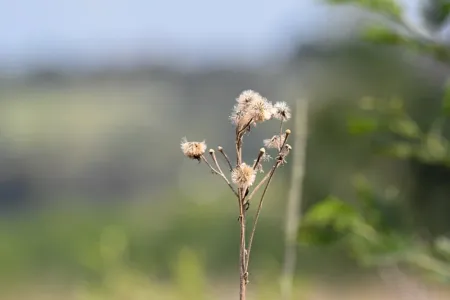 A dried seed head.