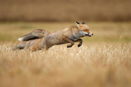A fox leaping across brown grass.