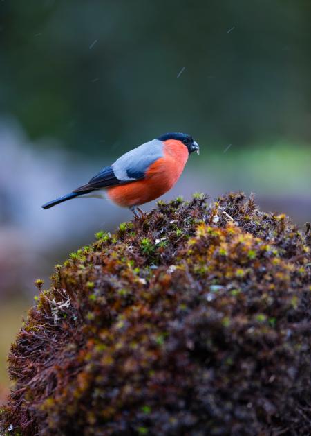 A small red bird with blue wings.