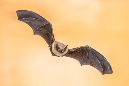 A bat flying against a golden, blurred, background.