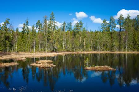 A wetland with pine woodland behind.