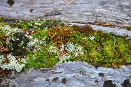 Moss and lichen growing in a crack on some dead wood.
