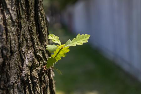 An oak branch shooting from a trunk.