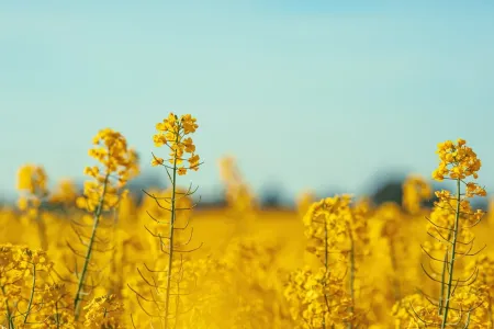 Yellow canola flowers
