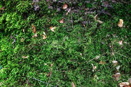 Green moss with brown leaves lying on the moss in places.