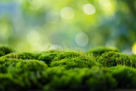 Close up image of bright green moss.