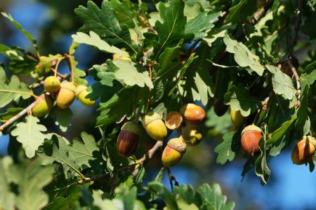 Acorns and leaves on an oak tree branch.