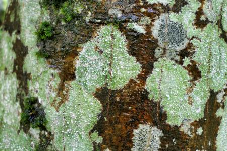 Patches of green lichen growing on a tree trunk.