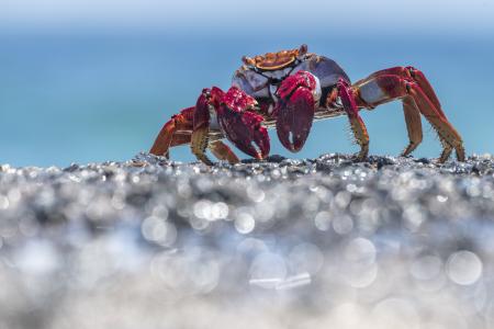 A european red legged crab on a shoreline.