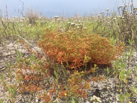 plants growing in the dunes