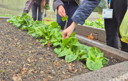 Raised beds at School in Szombathely, Hungary.