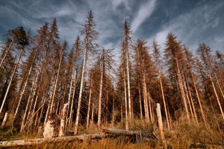 Tall coniferous forest trees that have died off due to drought.