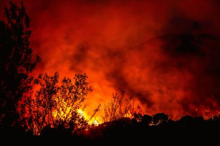 An intense forest fire with deep red fire and smoke, there is the outline of a small shrub in the foreground.