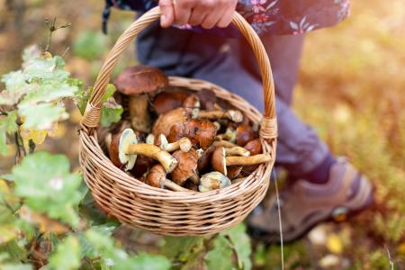 A person carrying a basket of bolete mushroom in a wooded area.