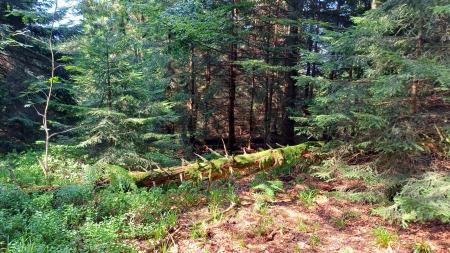 Fallen tree in pine forest.