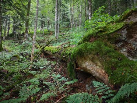 Forest floor with ferns and moss.