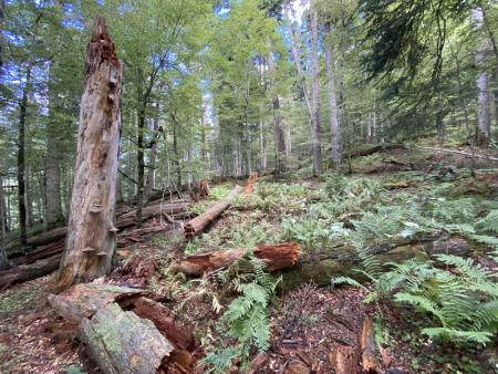Fallen logs in a forest with ferns.