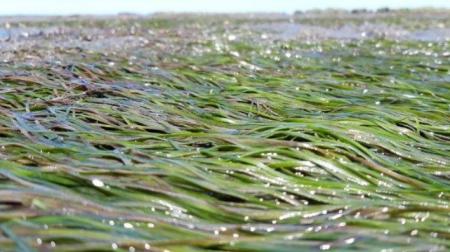 Seagrass bed with seagrass lying on the wet sand.