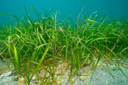 Seagrass growing under water in sand.